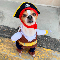 DISFRAZ PARA MASCOTAS DE PIRATA