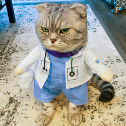 DISFRAZ MASCOTAS DOCTOR
