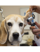 CONSULTA DE EMERGENCIA
