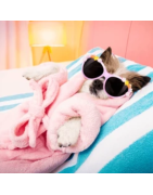 ALOJAMIENTO PET FRENDLY